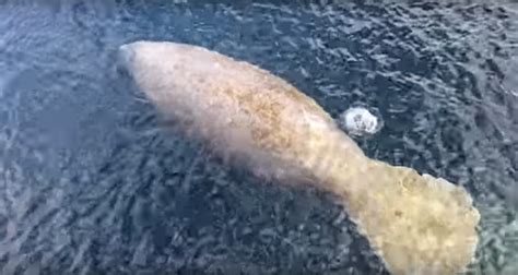 does a manatee have a backbone|are manatees buoyant.